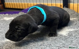 Great Dane dogs for sale: Great Dane pups our own 4th Generation  - Image 8