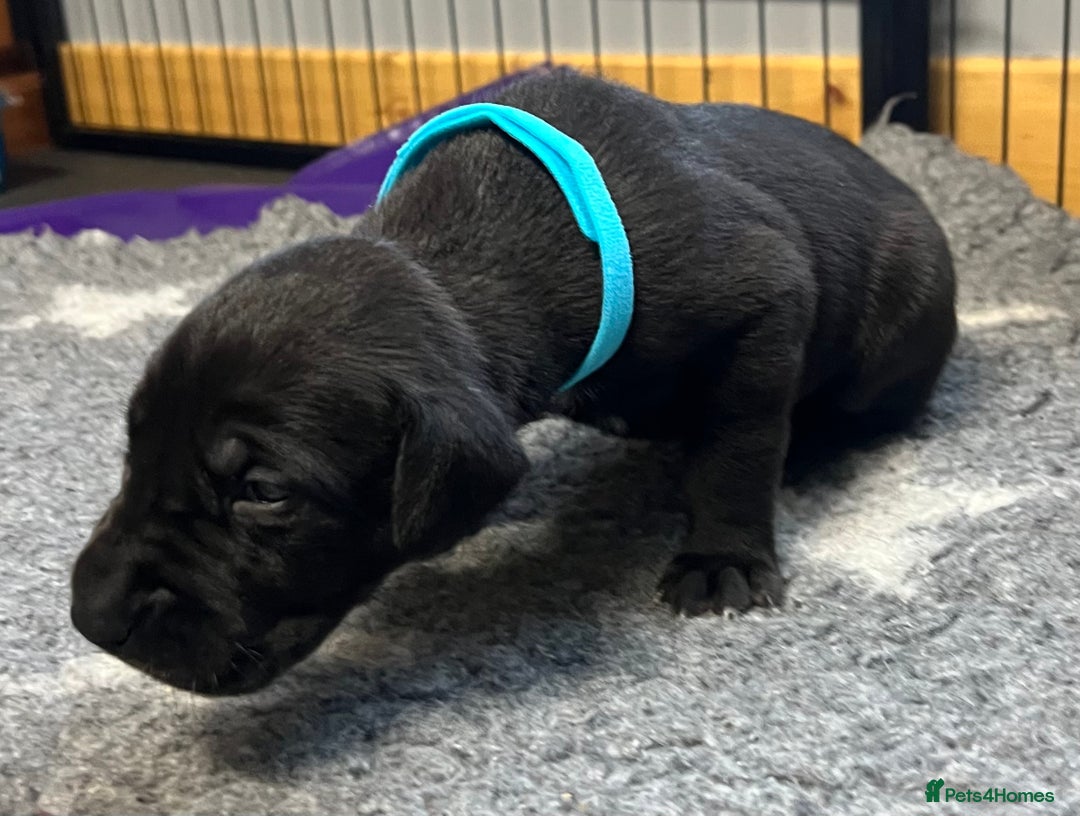 Great Dane dogs for sale: Great Dane pups our own 4th Generation  - Image 8