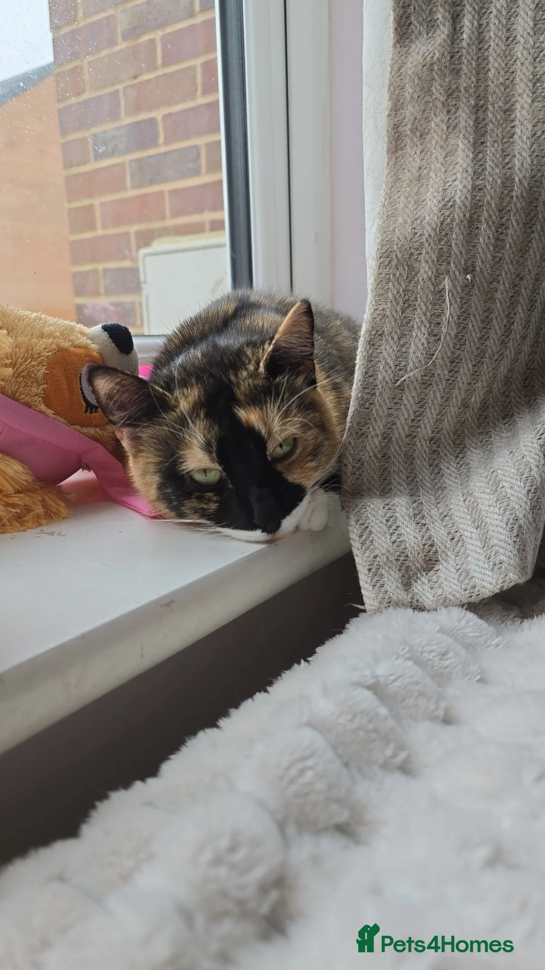 Mixed Breed cats for sale: Ginger and white male kitten in Felixstowe - Advert 2