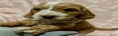 Cockapoo 2