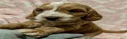 Cockapoo dogs for sale: F1 show type cockapoo puppies  - Advert 9
