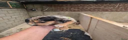 Beagle dogs for sale: Beaglepoo/poogles in Dartford - Advert 26