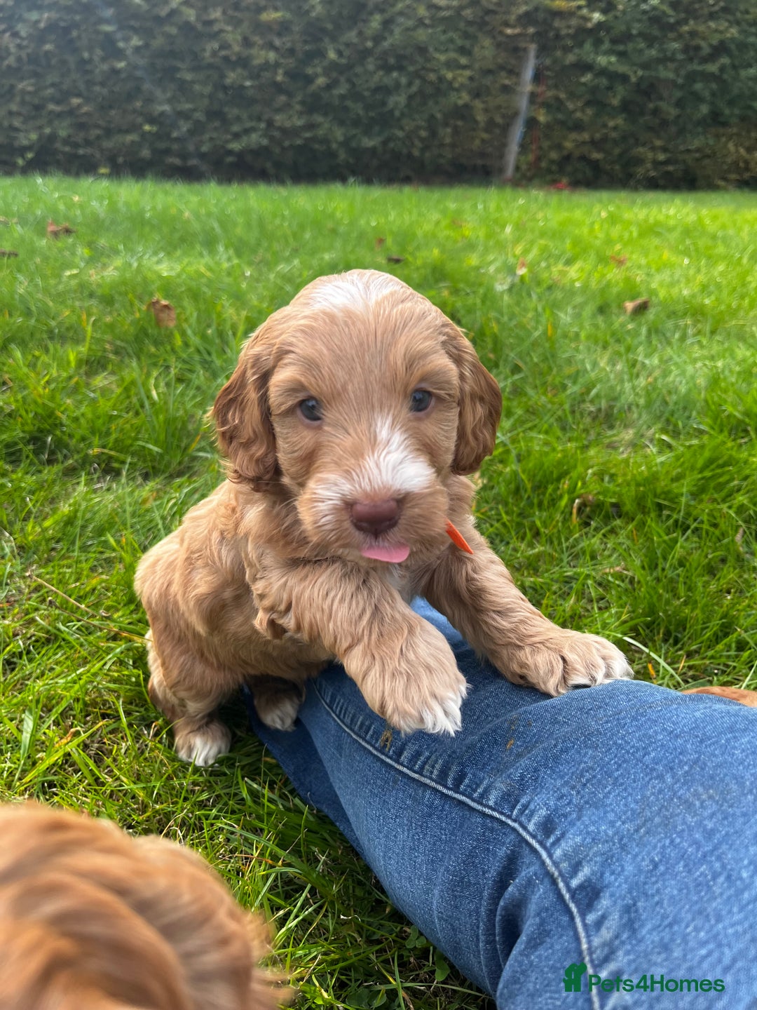 Cockapoo dogs for sale: 🌟Golden Cockapoos🌟 - Image 16