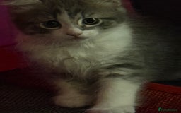 British Shorthair cats for sale: Last one left grey and white female  - Image 11