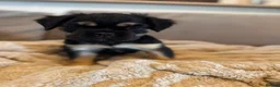 French Bulldog dogs for sale: Fluffy French bulldogs - Advert 34