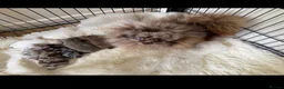 Pomeranian dogs for sale: Beautiful Pomeranian Puppies - Advert 12