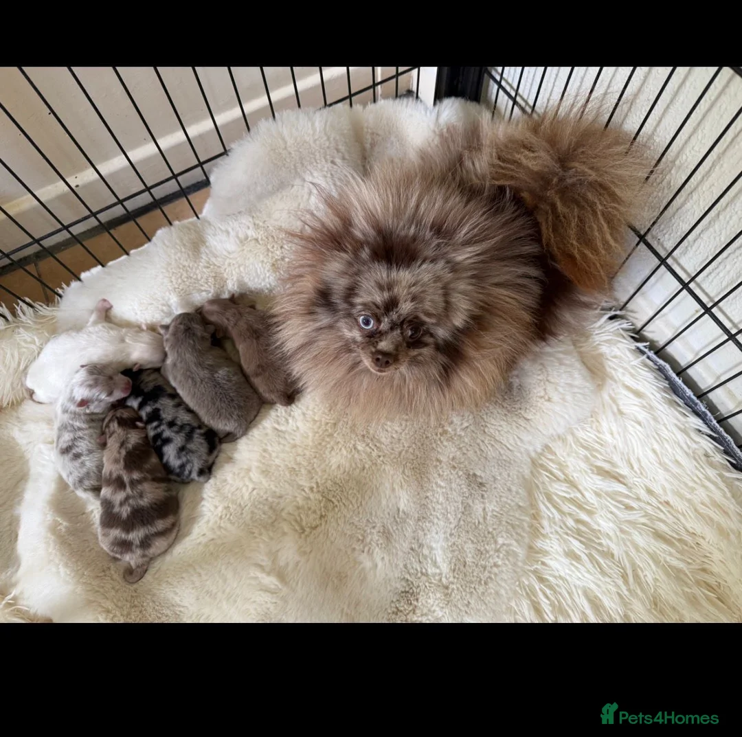 Pomeranian dogs for sale: Beautiful Pomeranian Puppies - Advert 12