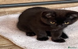 Mixed Breed cats for sale: Ready for forever homes NOW - Image 23