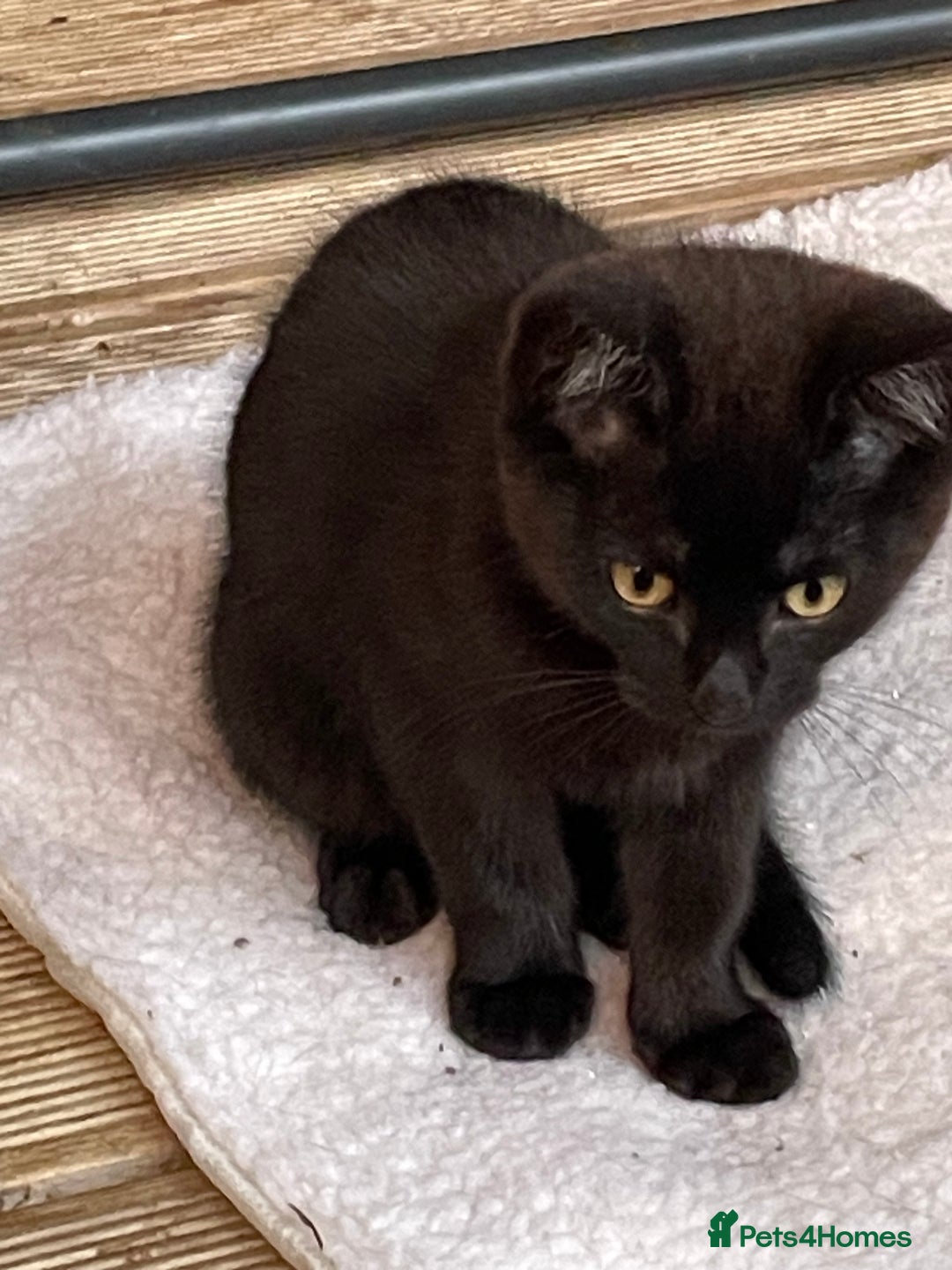 Mixed Breed cats for sale: Ready for forever homes NOW - Image 23