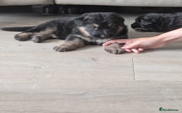 German Shepherd dogs for sale: German shepherd pups  - Image 9