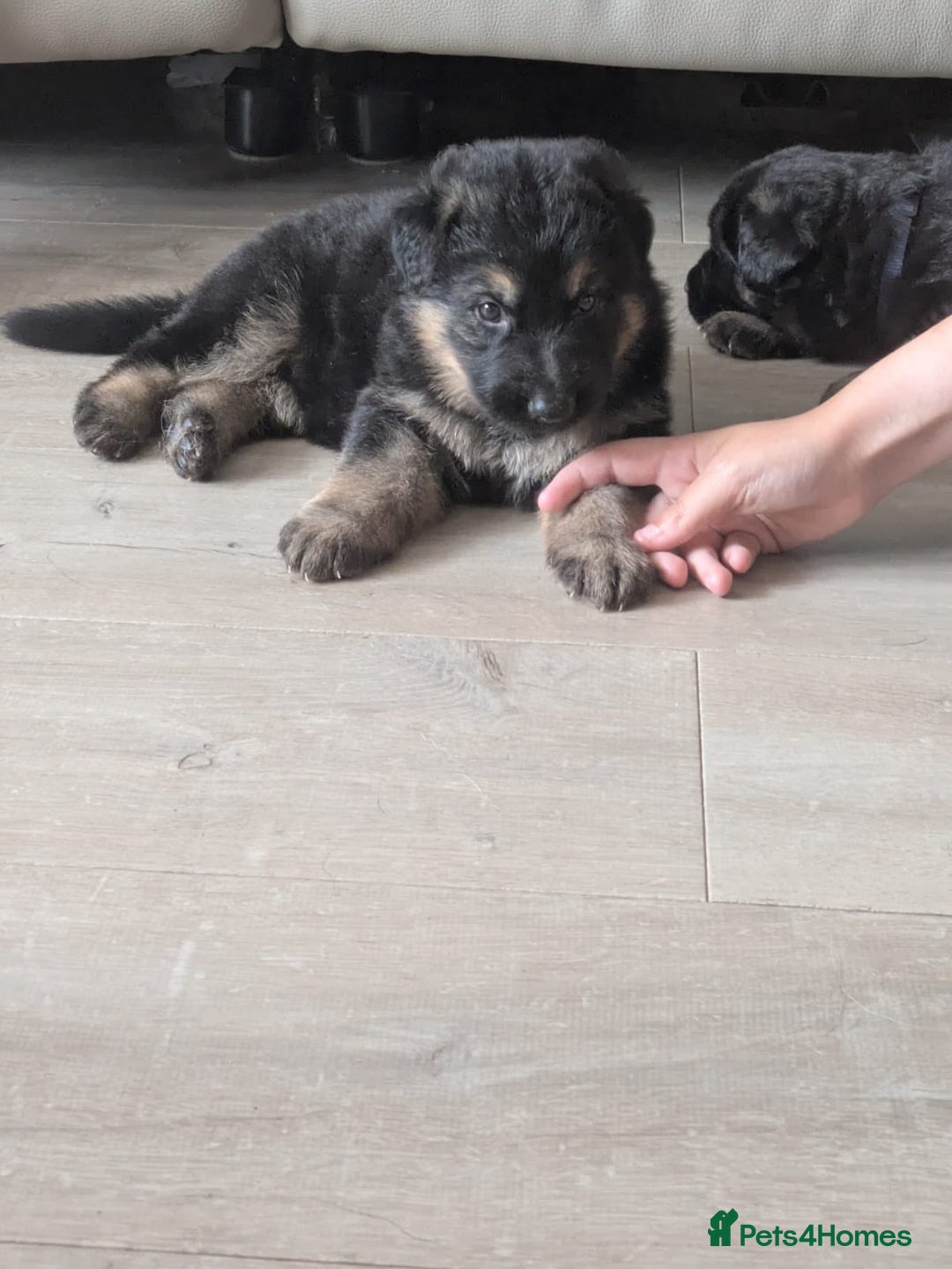 German Shepherd dogs for sale: German shepherd pups  - Image 9