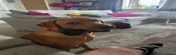 Labrador Retriever dogs for sale: Fox Red Labrador in Scarborough - Advert 4