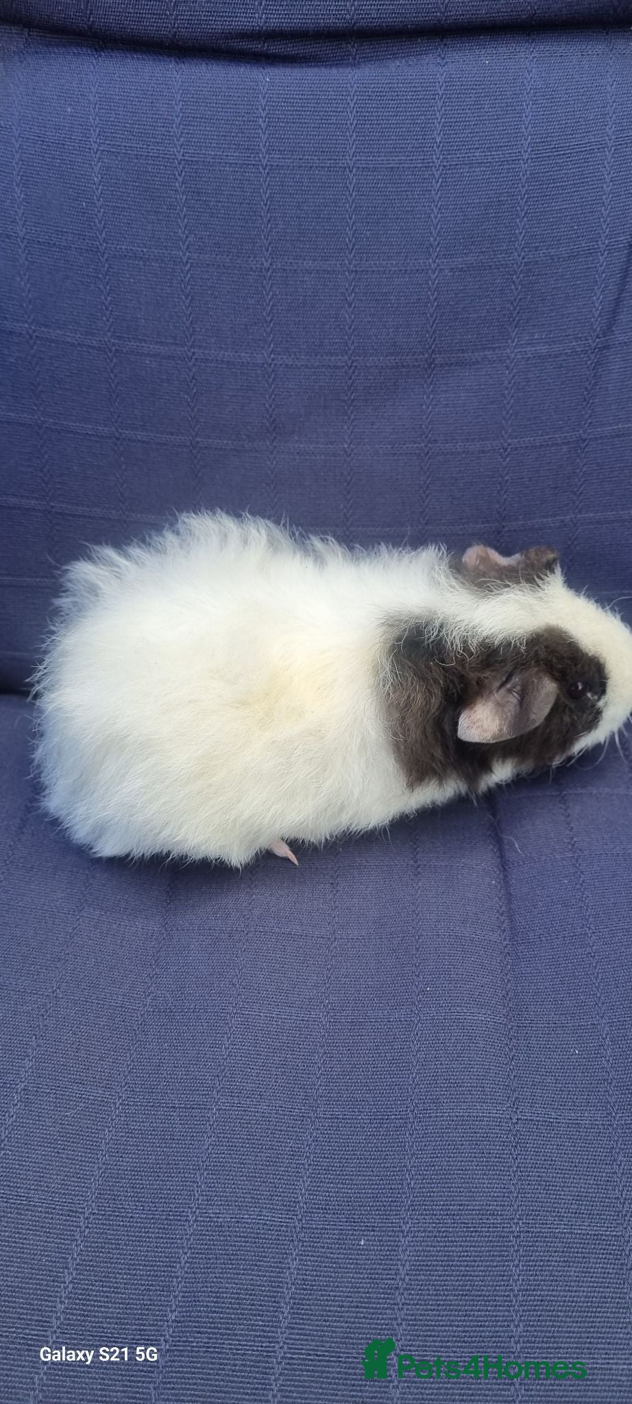 Guinea Pig rodents Female baby guinea pigs  - Advert 2