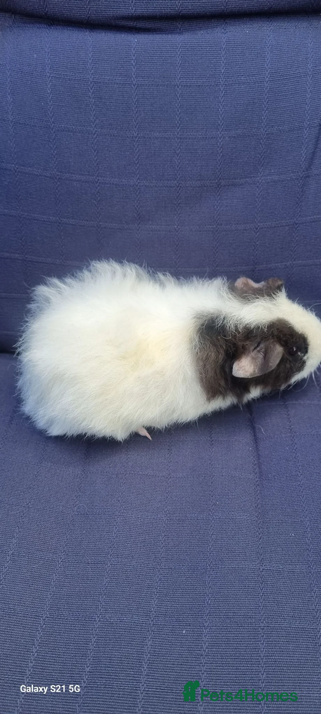 Guinea Pig rodents for sale: Female baby guinea pigs  in Rochester - Advert 1