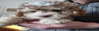 Cockapoo 1
