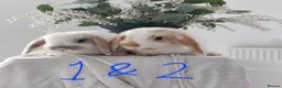 Mini Lop rabbits for sale: Baby Mini Lop Rabbits - Advert 3