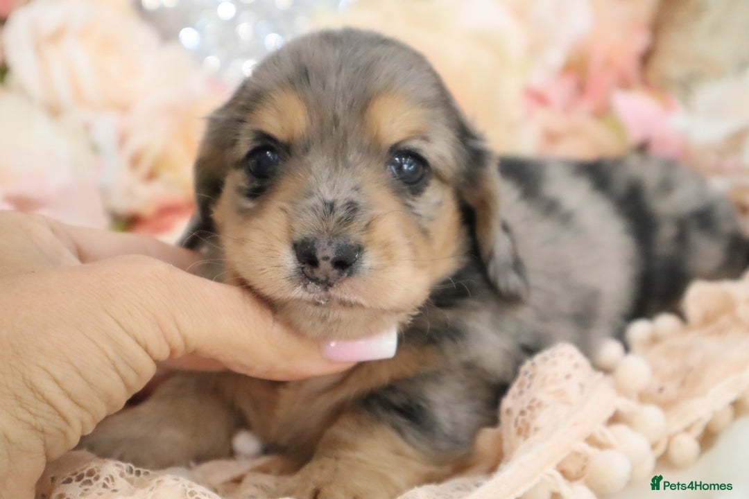 Miniature Dachshund dogs for sale: KC Registered Miniature Dachshund Puppies - Image 15