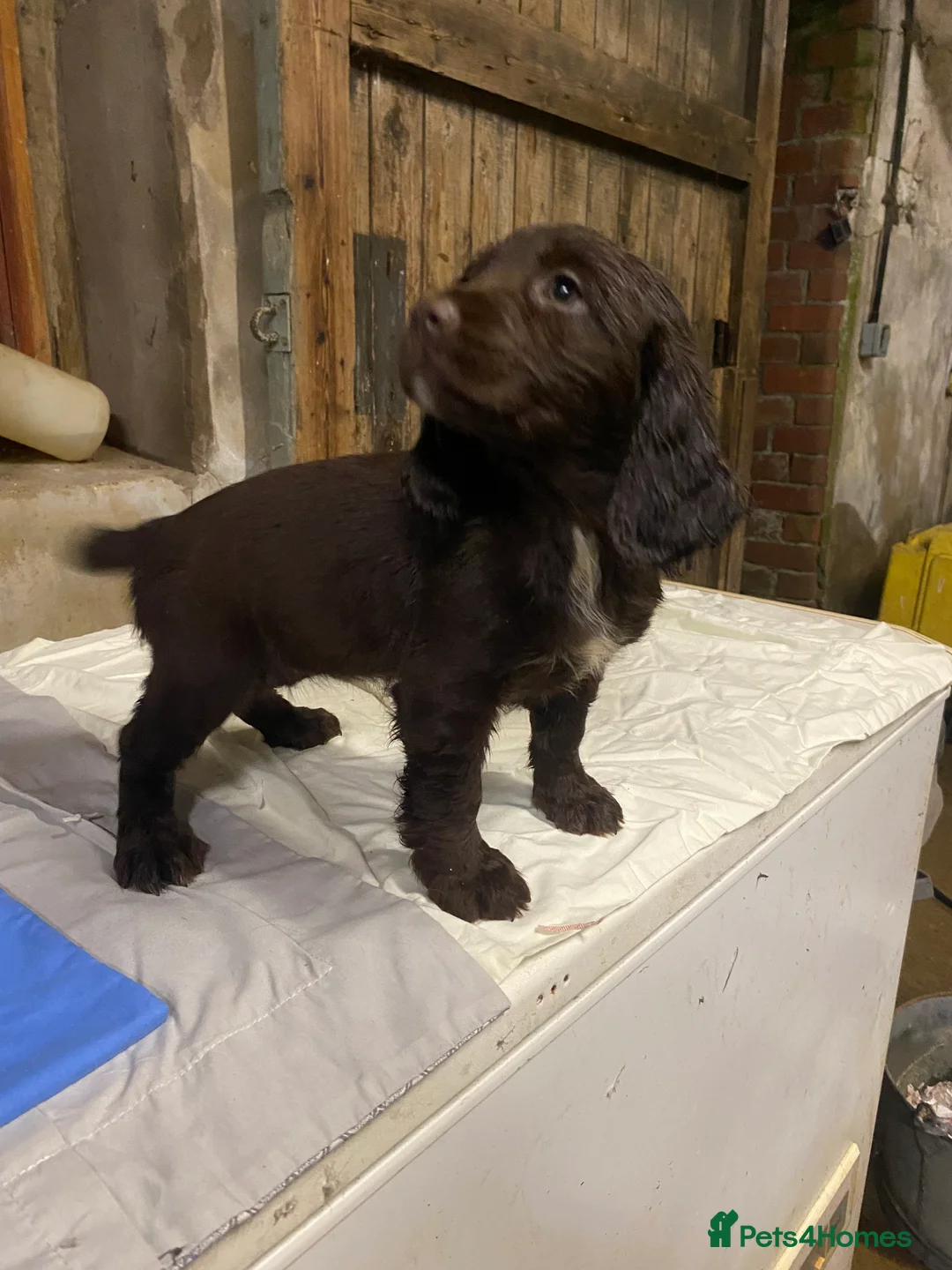 Cocker Spaniel dogs for sale: Working Cocker Spaniels - Advert 4