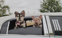 French Bulldog dogs for sale: High DNA French bulldog Male & Females  - Image 18