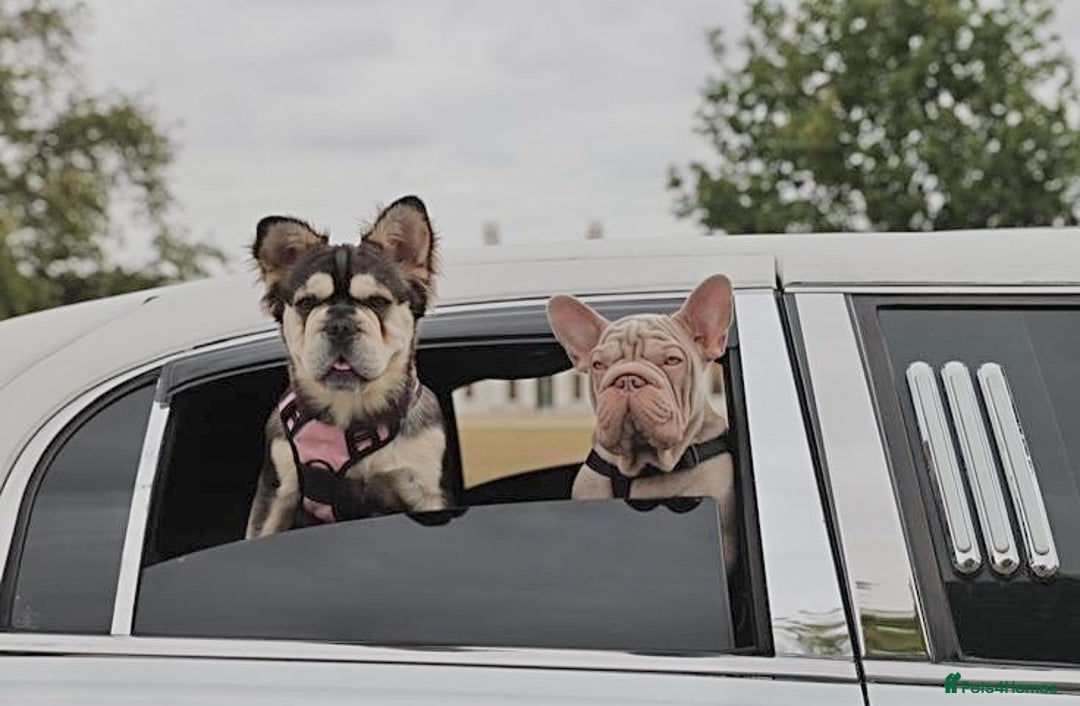 French Bulldog dogs for sale: High DNA French bulldog Male & Females  - Image 18