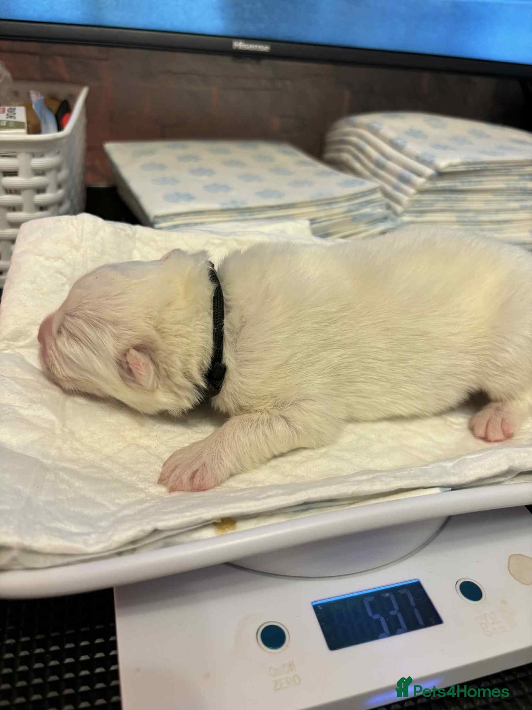 Samoyed dogs for sale: KC reg. Samoyed puppies with champ bloodline  - Advert 15