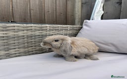 Mini Lop rabbits for sale: Beautiful baby mini lop rabbits  - Image 2
