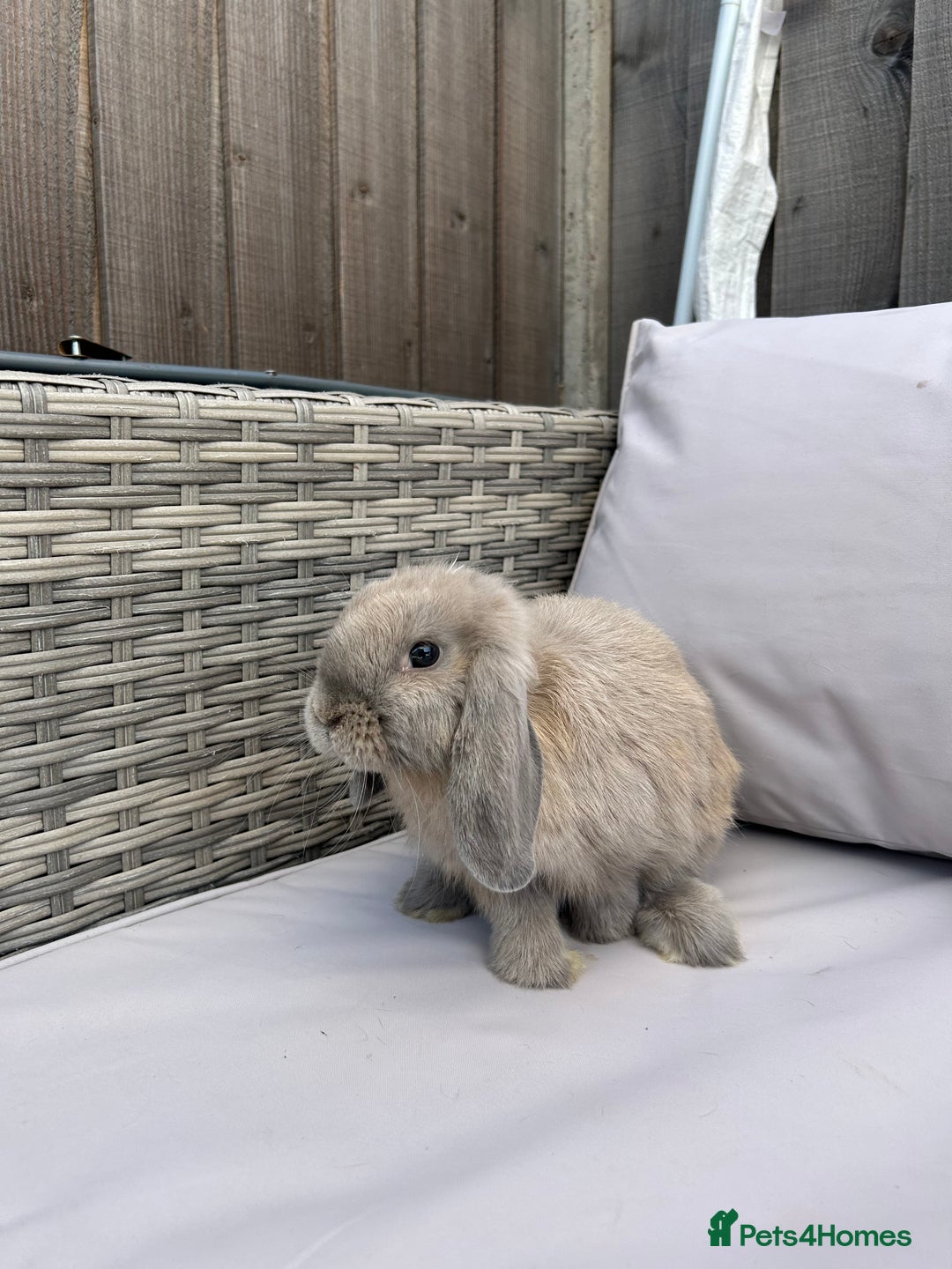 Mini Lop rabbits for sale: Beautiful baby mini lop rabbits  - Image 2