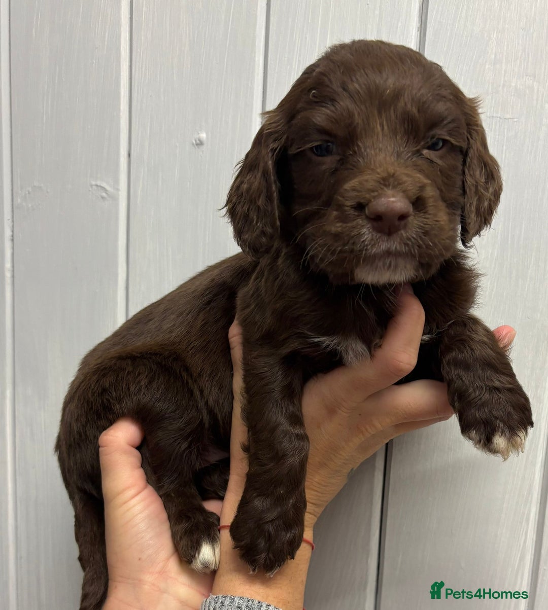Sprocker dogs for sale: Beautiful Litter Of Sprocker Puppies   - Image 5
