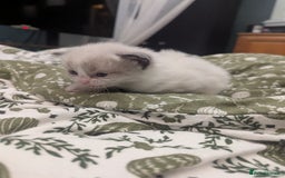 Ragdoll cats for sale: ragdoll kittens (only 1 boy left main picture) - Image 15