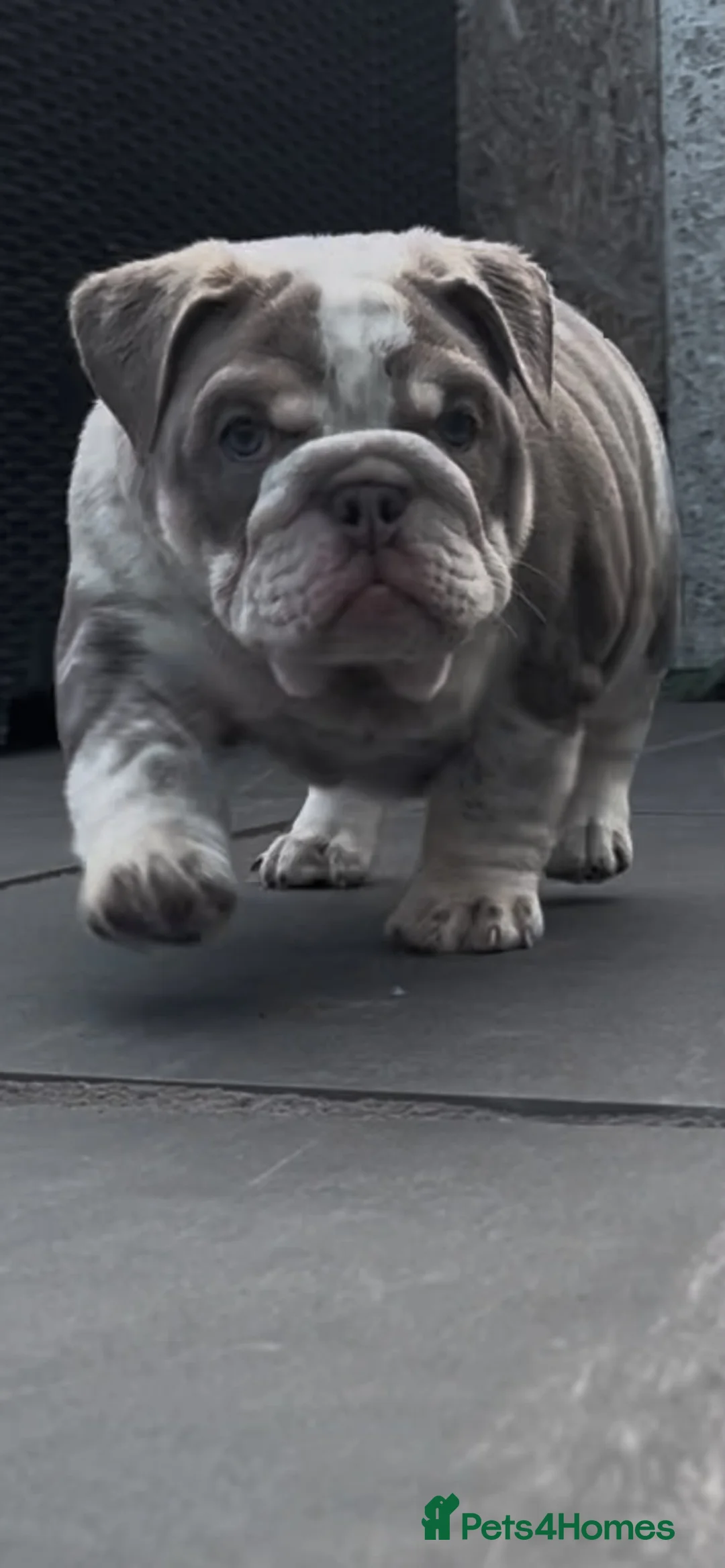 English Bulldog dogs for sale: READY TO LEAVE Fluffy English Bulldog Puppies - Advert 2