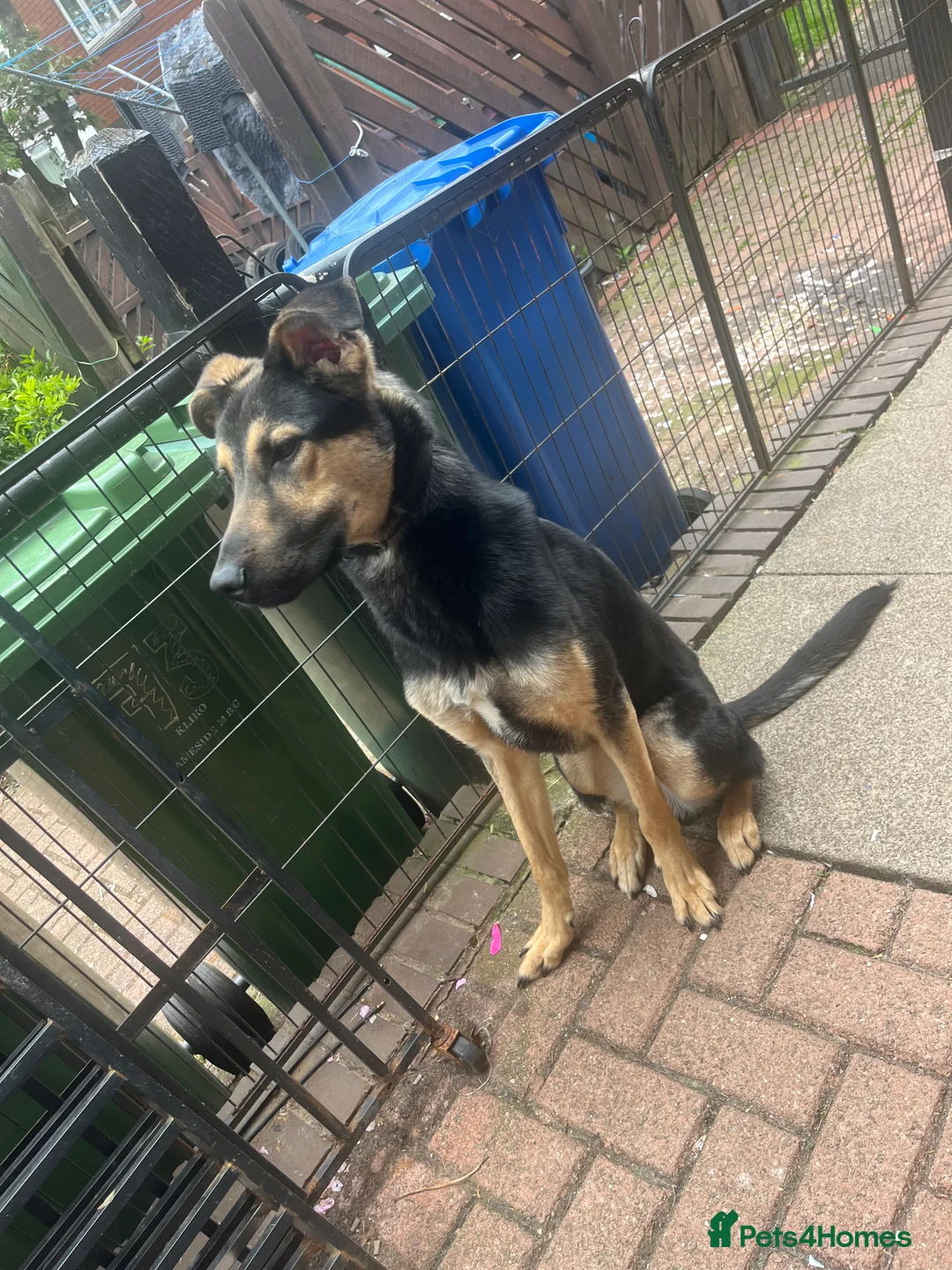 Mixed Breed dogs for sale: Male German Shepard Cross  - Advert 4