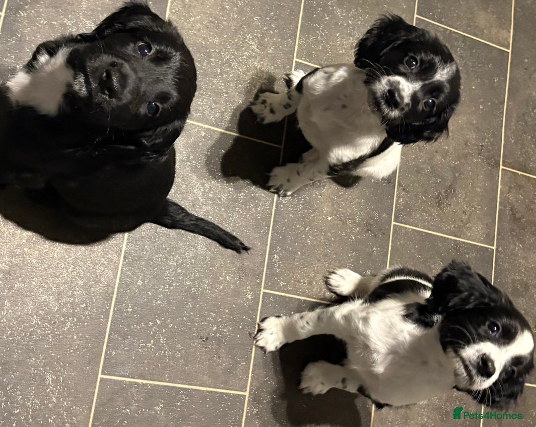 Sprocker dogs for sale: SPRINGER PUPPIES - Advert 3