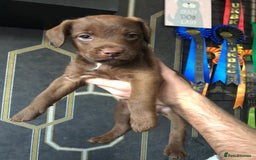 Patterdale Terrier dogs for sale: Working patterdale terrier pups  - Image 2
