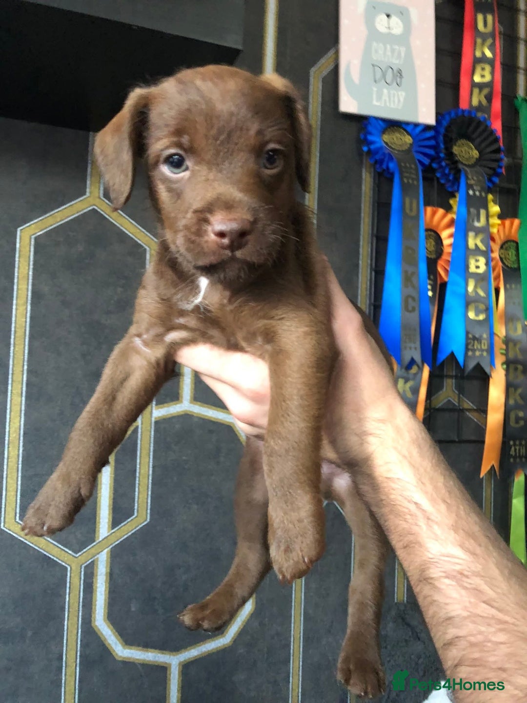Patterdale Terrier dogs for sale: Working patterdale terrier pups  - Image 2