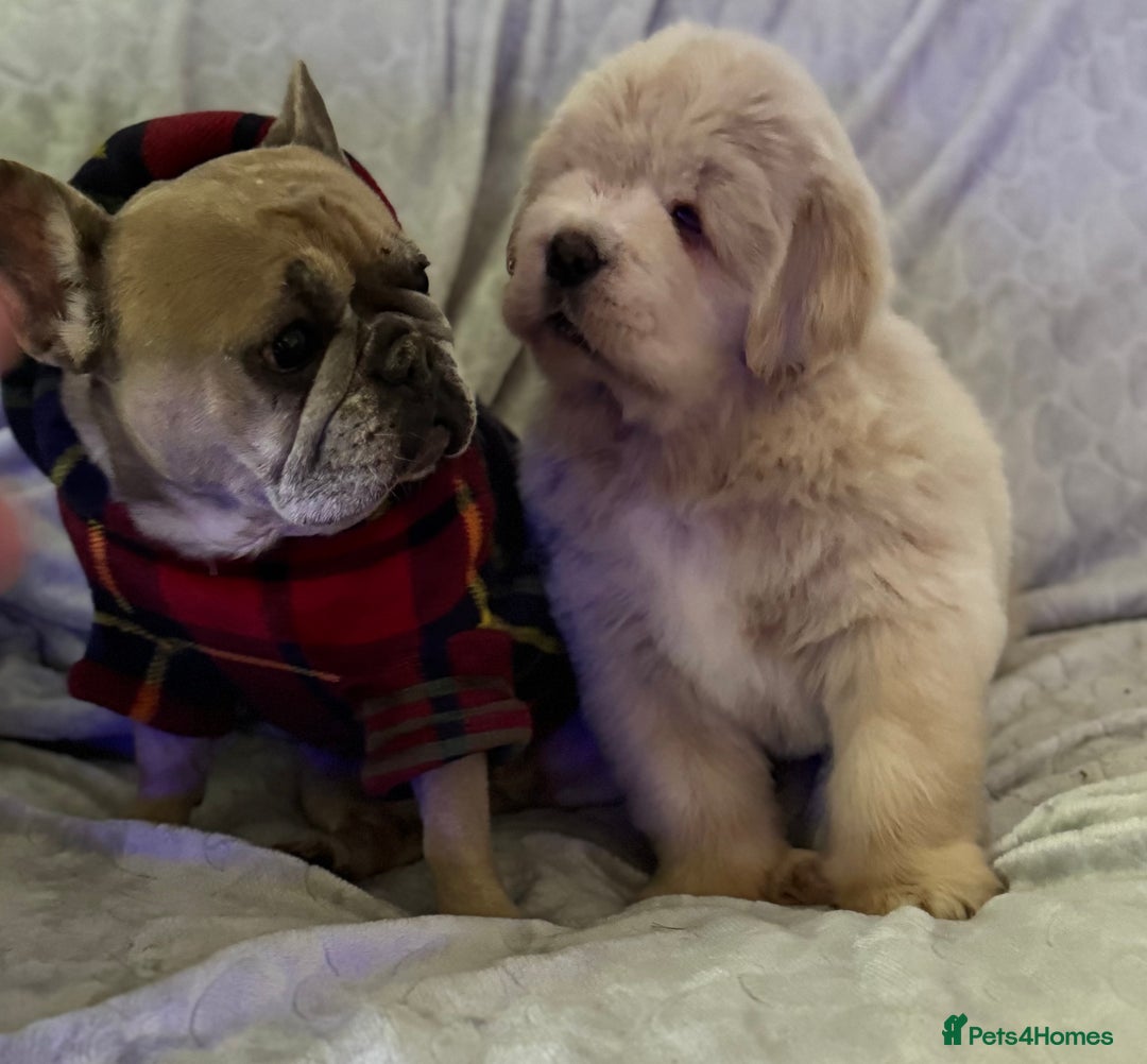 Tibetan Mastiff dogs for sale: Chinese Tibetan mastiff pups  - Image 12