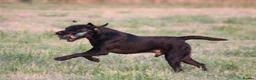 Labrador Retriever dogs for stud: KCreg Fully Health Tested compact Labrador Stud  in Wallingford - Advert 9