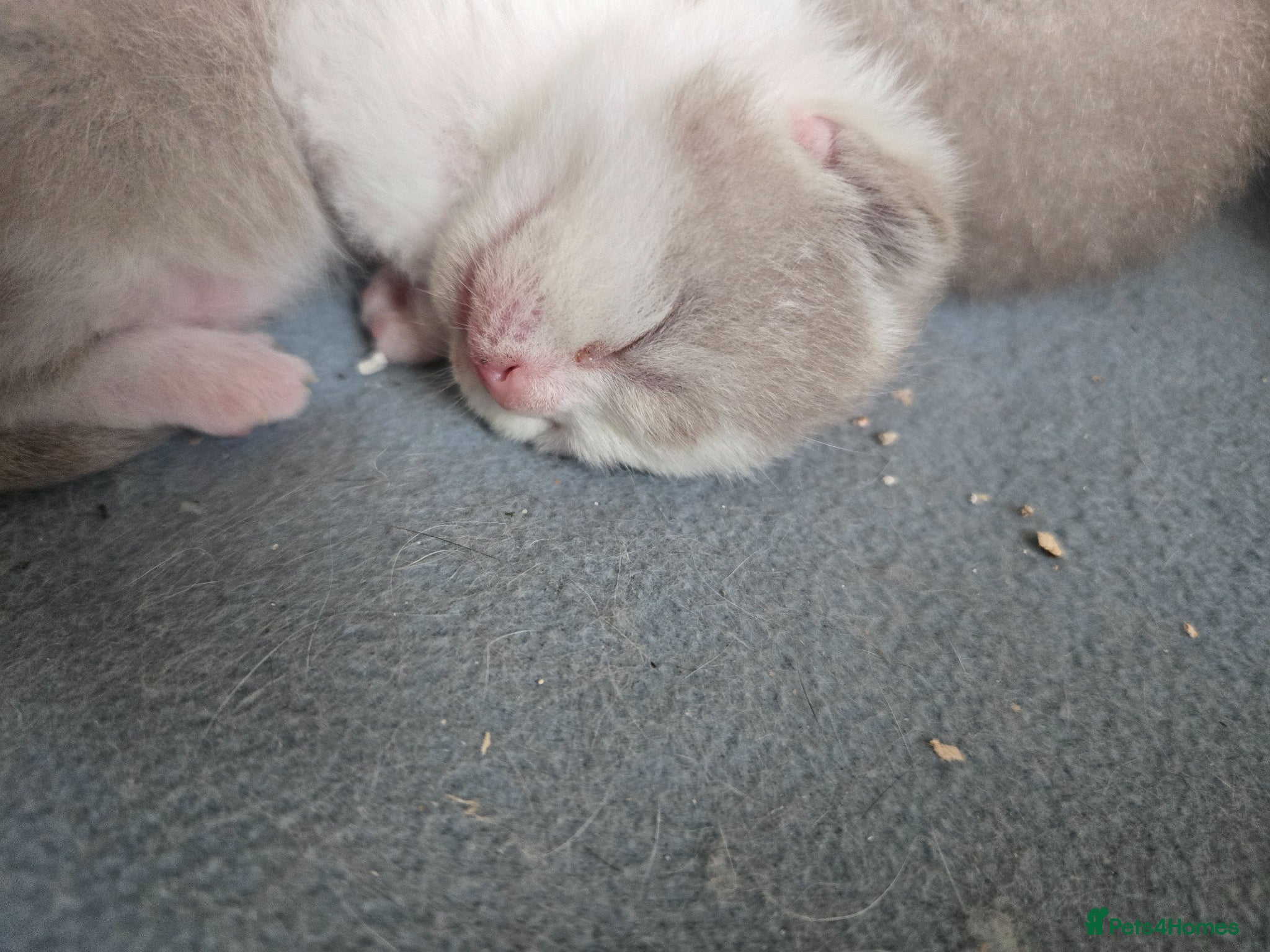 British Shorthair cats  British shorthair kittens. - Advert 8