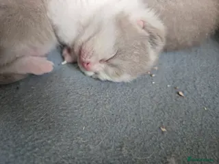 British Shorthair cats British shorthair kittens. - Advert 8