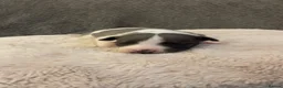 Whippet dogs for sale: ⭐️⭐️beautiful whippet pups ⭐️⭐️ in Pencader - Advert 4