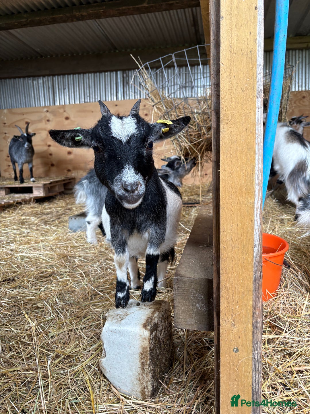 Goats livestock for sale: 2 Pygmy goats looking for new pastures. - Image 7