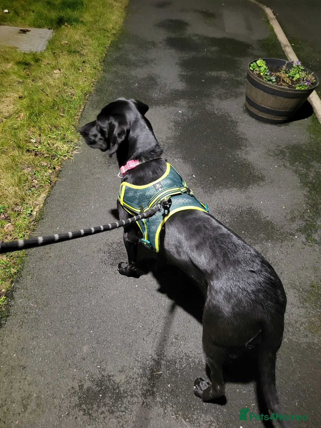 Labrador Retriever dogs for adoption: Black Labrador pup - Advert 4