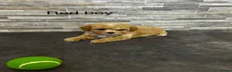 Poochon dogs for sale: Beautiful Pochoon puppies!! - Advert 5