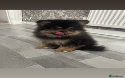 Pomeranian dogs for sale: High quality Pomeranian puppies  - Image 7