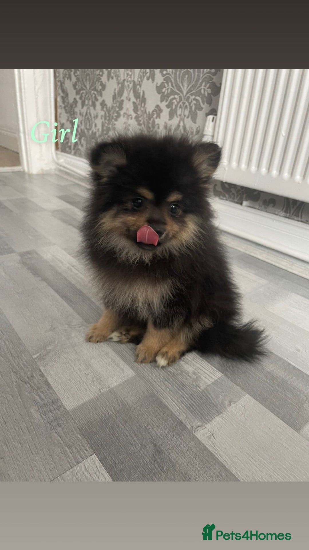 Pomeranian dogs for sale: High quality Pomeranian puppies  - Image 7
