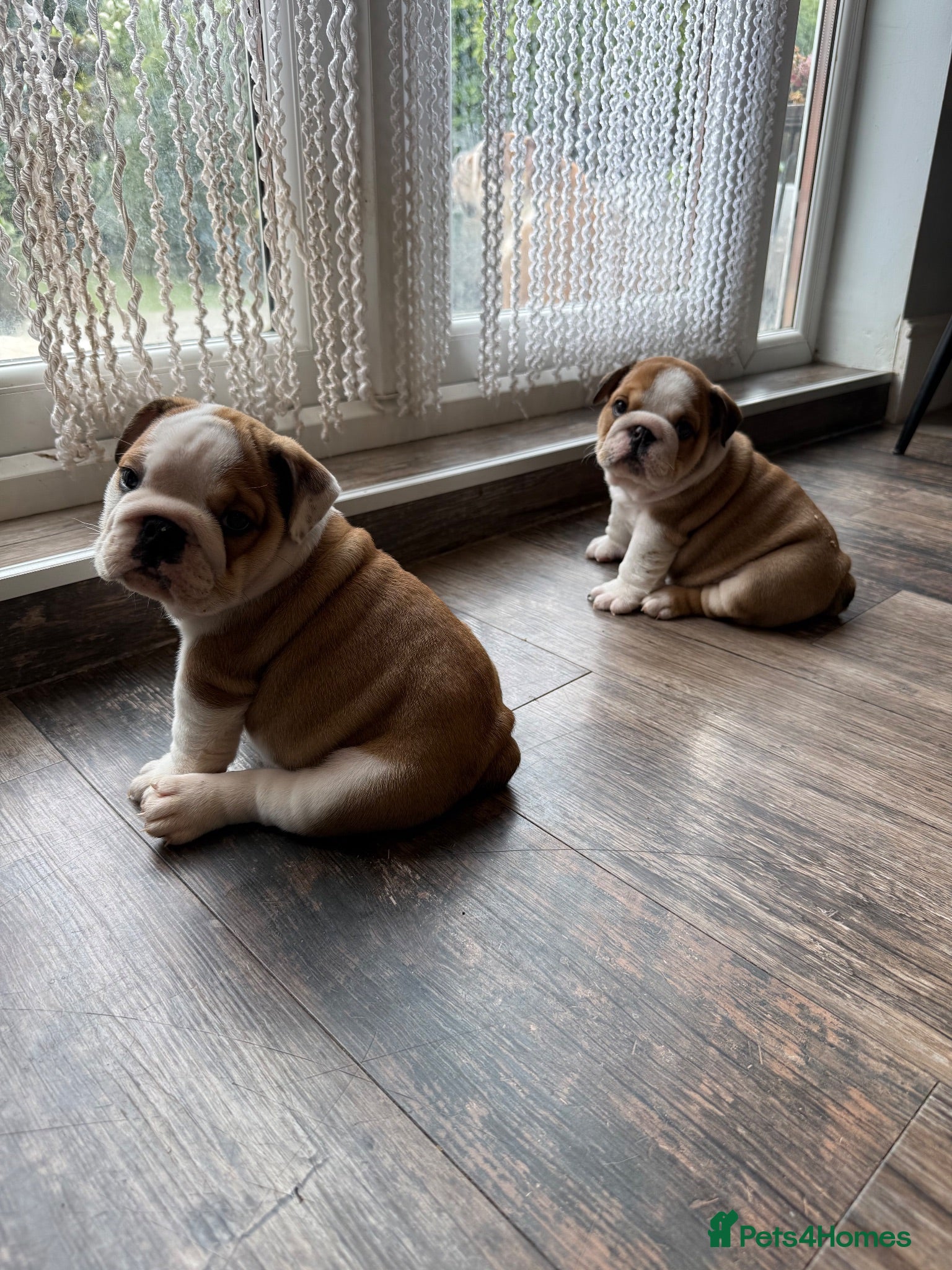 English Bulldog dogs KC Registered standard puppies - Advert 1