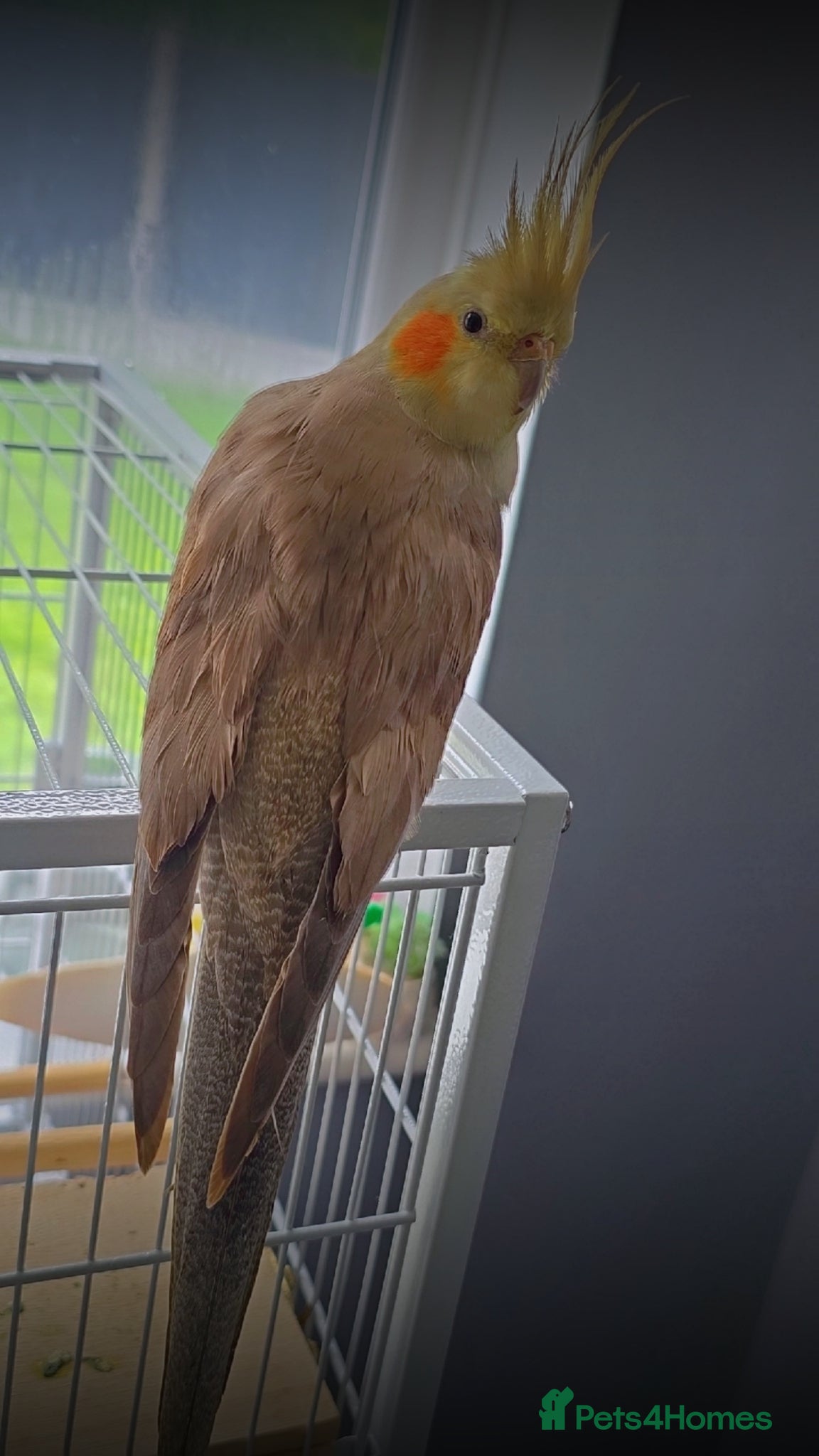 Cockatiels birds Hand tamed cockatiel with cage - Advert 17