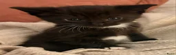 Mixed Breed cats for sale: Gorgeous litter  - Advert 3
