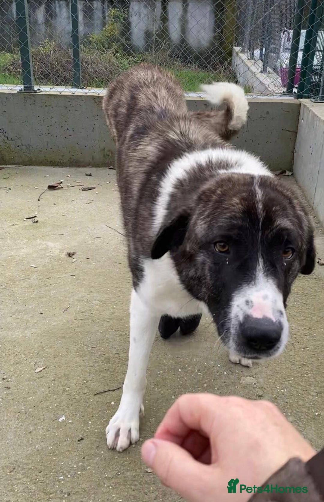 Mixed Breed dogs for adoption: Betty Boop, 3-4 yrs. Available for adoption. - Advert 4