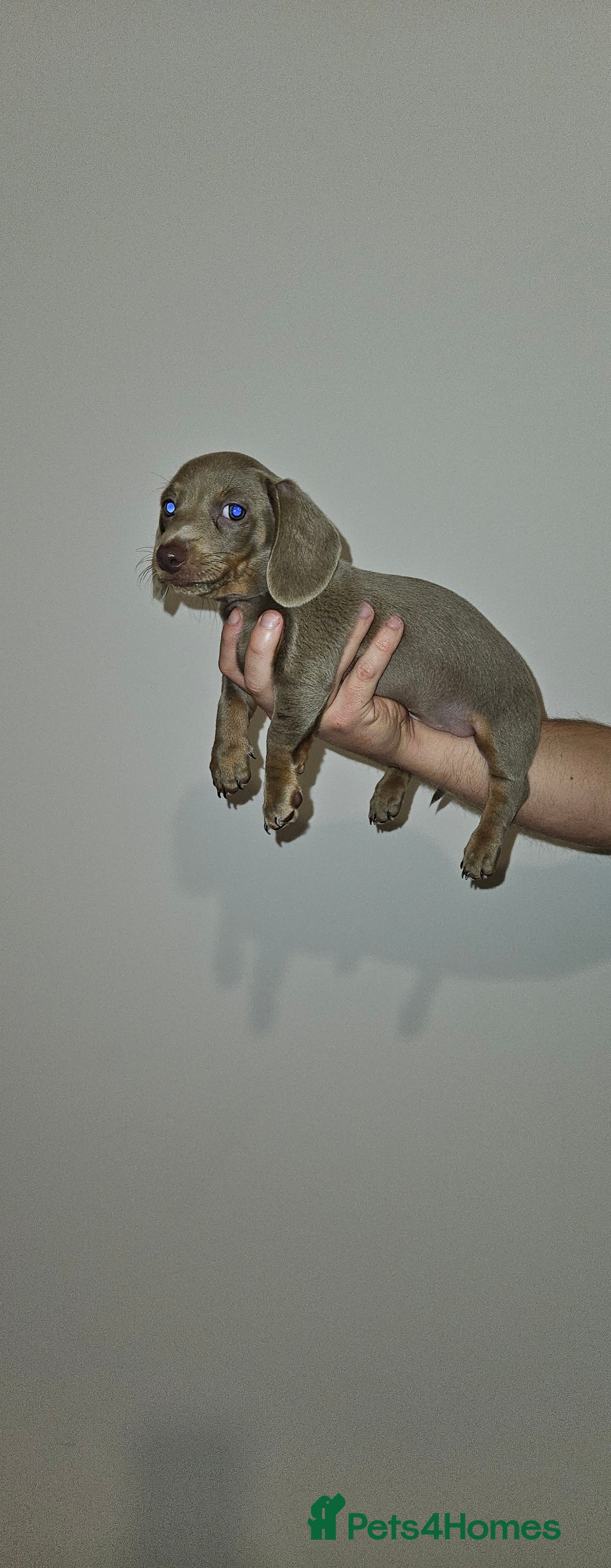 Miniature Dachshund dogs for sale: Silver and Tan Miniature Dachshunds  - Image 20