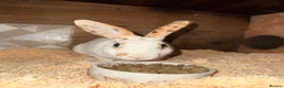 Rex rabbits for sale: Mini Rex's  - Advert 2